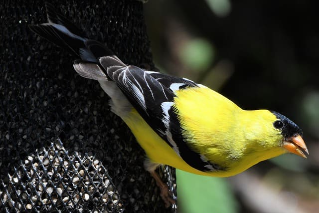 Renforcer un chardonneret